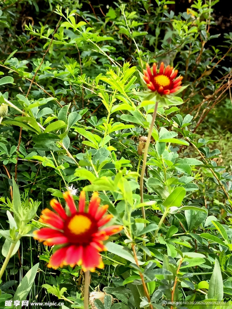 常见绿化用花朵花丛天人菊虎皮菊