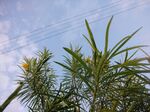 雨后
