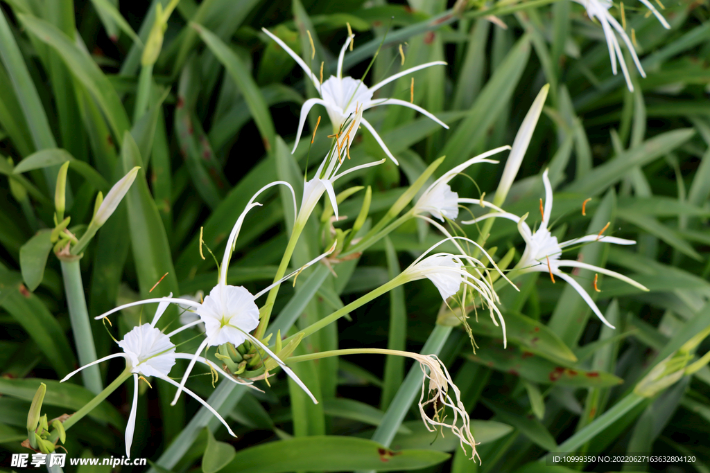 白花水鬼蕉