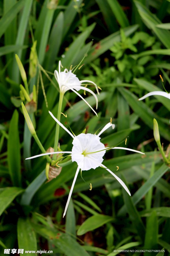 白花水鬼蕉