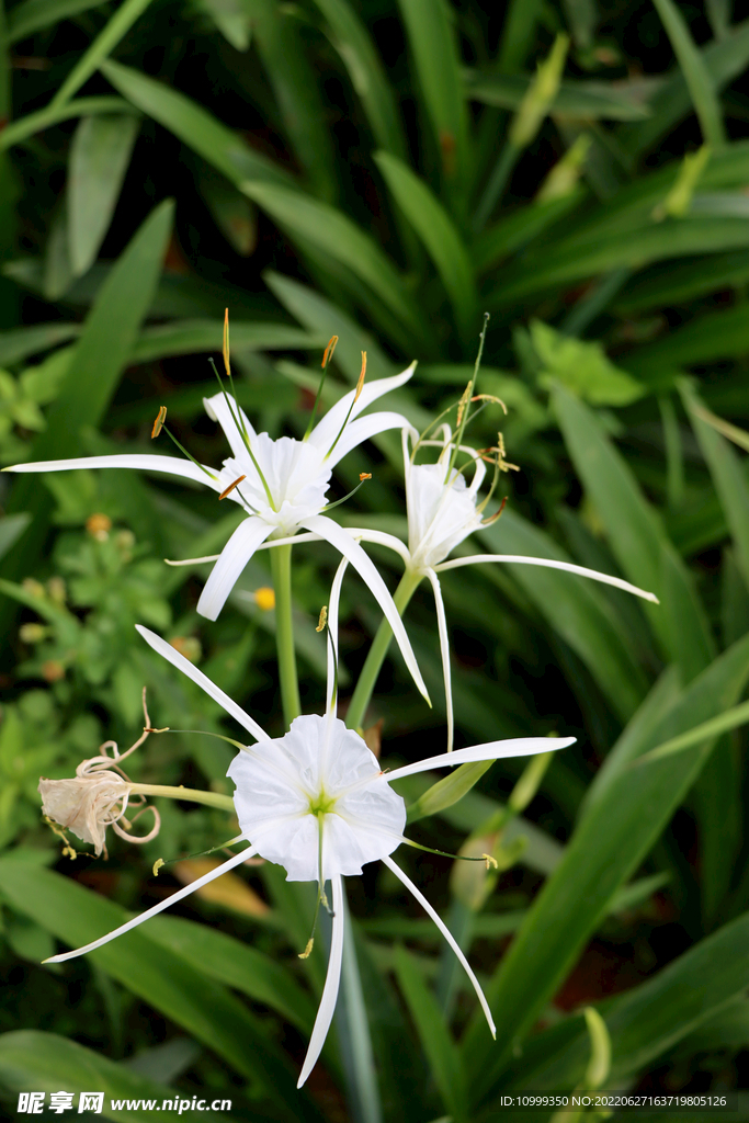 白花水鬼蕉