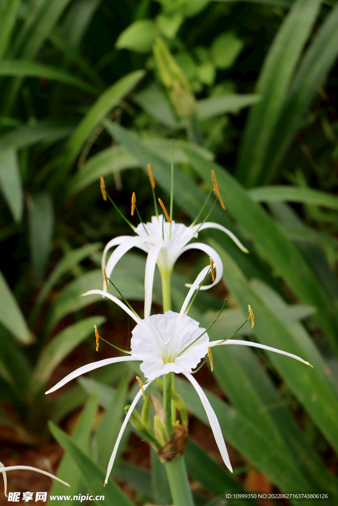 白花水鬼蕉