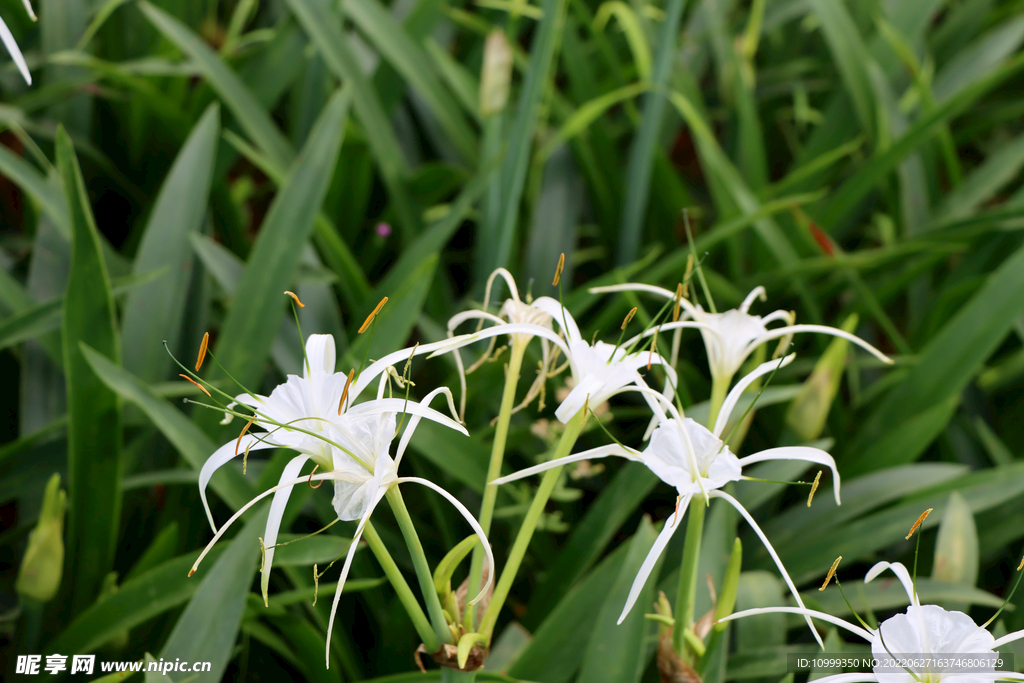 白花水鬼蕉