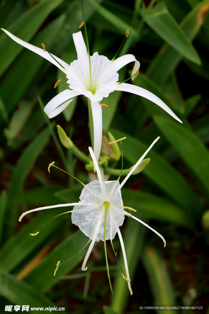 白花水鬼蕉