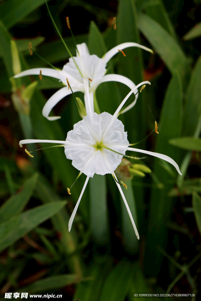 白花水鬼蕉