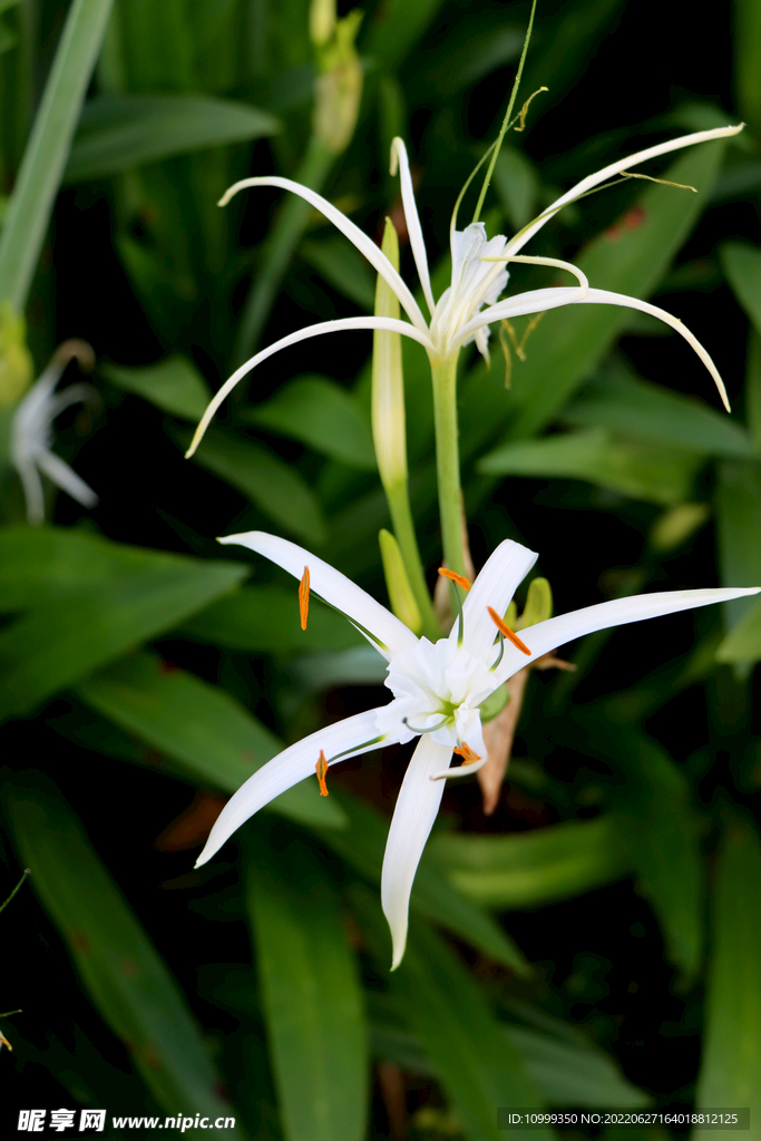 白花水鬼蕉