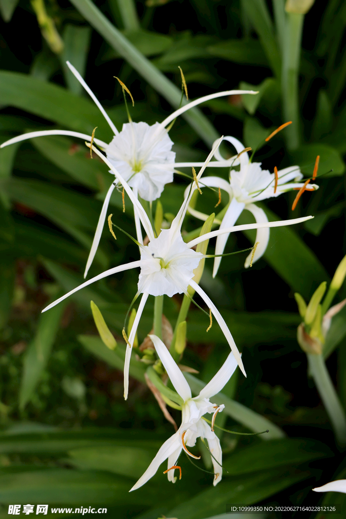 白花水鬼蕉