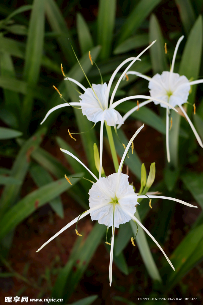 白花水鬼蕉