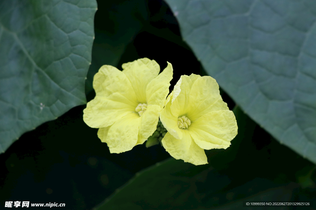 丝瓜花