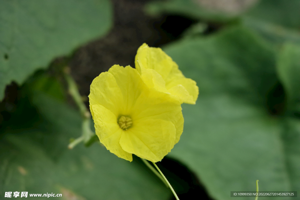 丝瓜花