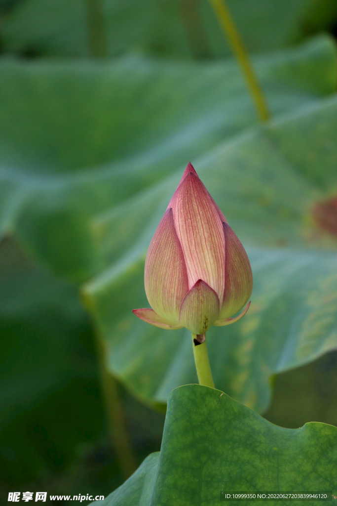 荷花花苞