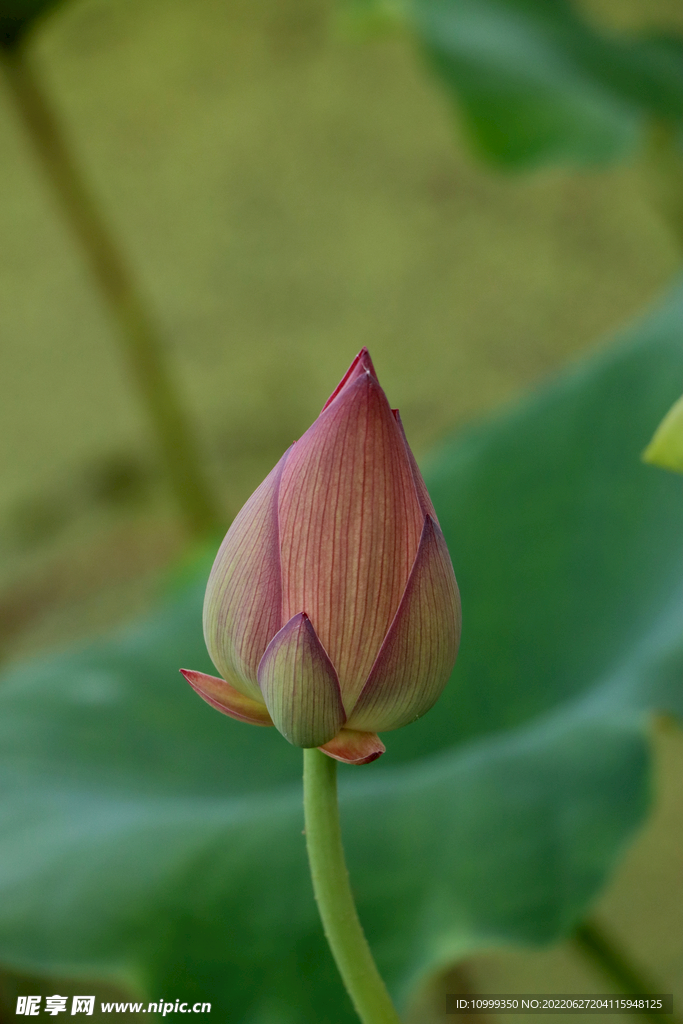 荷花花苞花蕾