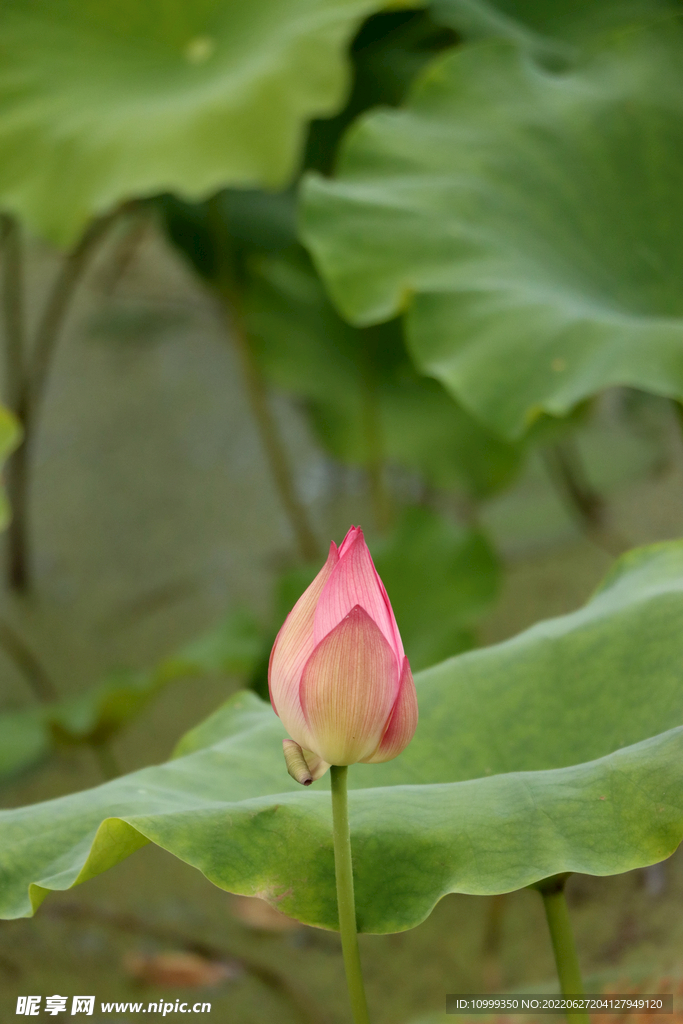 荷花花苞花蕾