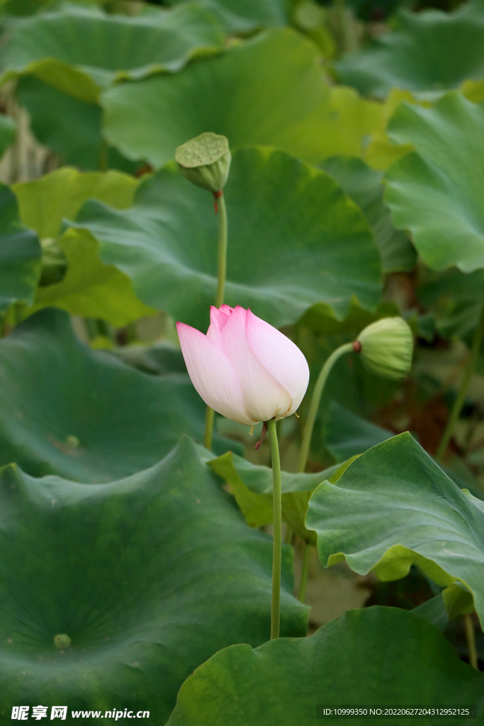 荷花花苞