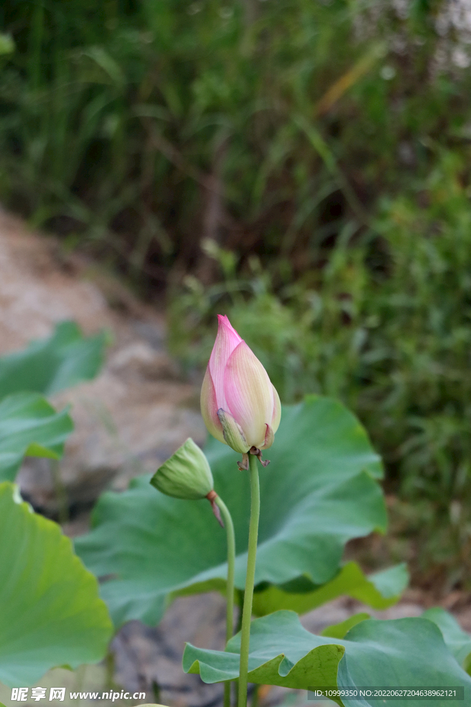 荷花花苞