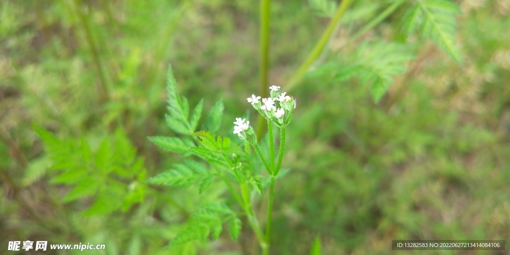 窃衣花