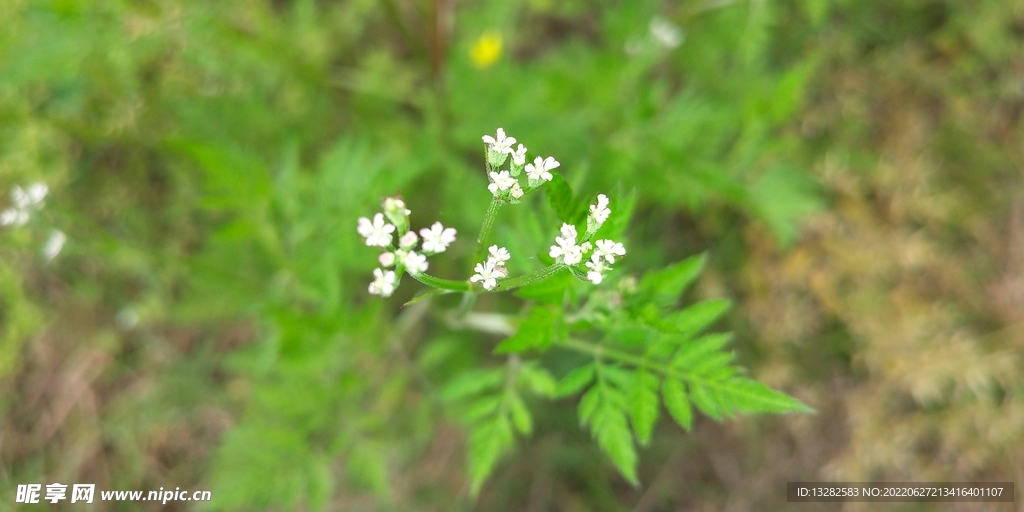 窃衣花