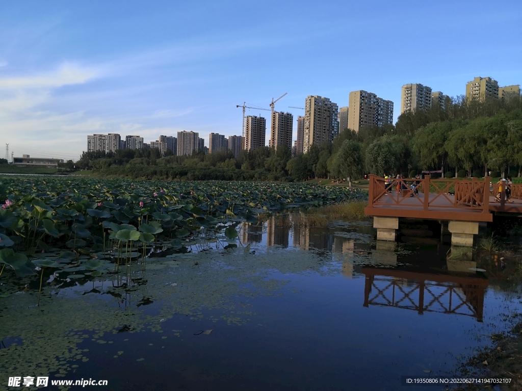 沈阳丁香湖边建筑和荷花