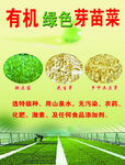 绿色芽苗菜