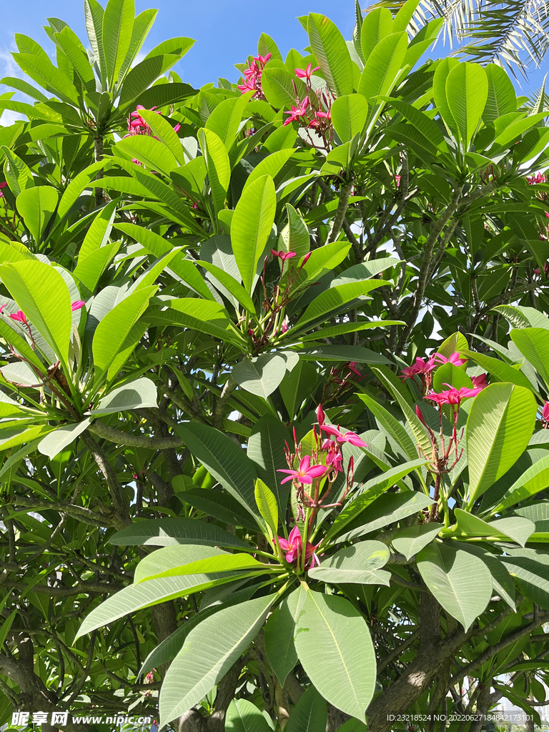 鸡蛋花