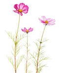 三枝花