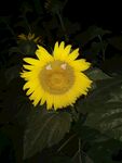 向日葵·联想