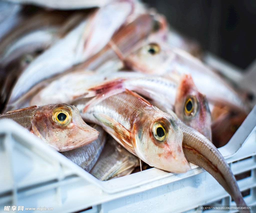 （渔港遍游）烧津：年卸鱼金额日本之首，尤以鲣鱼和金枪鱼的卸货基地闻名 | Nippon.com