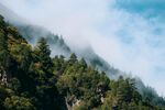高山森林