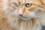 宠物小猫