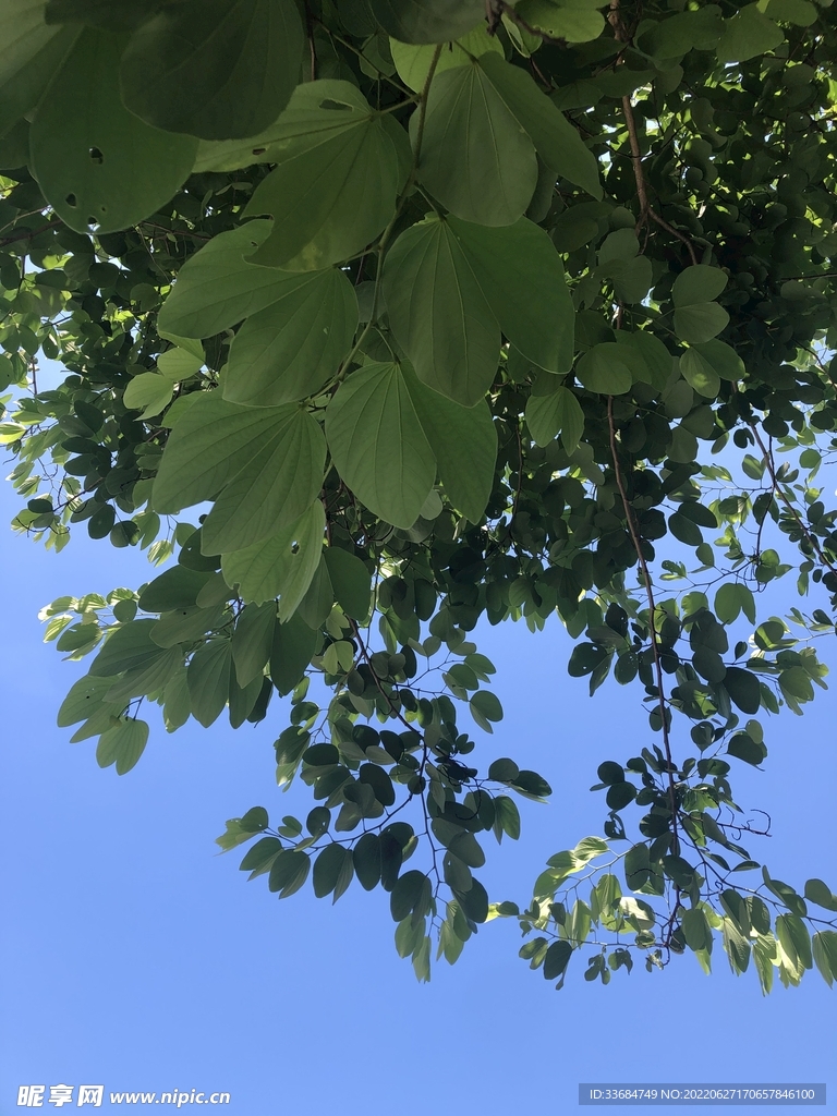 树底下的天空