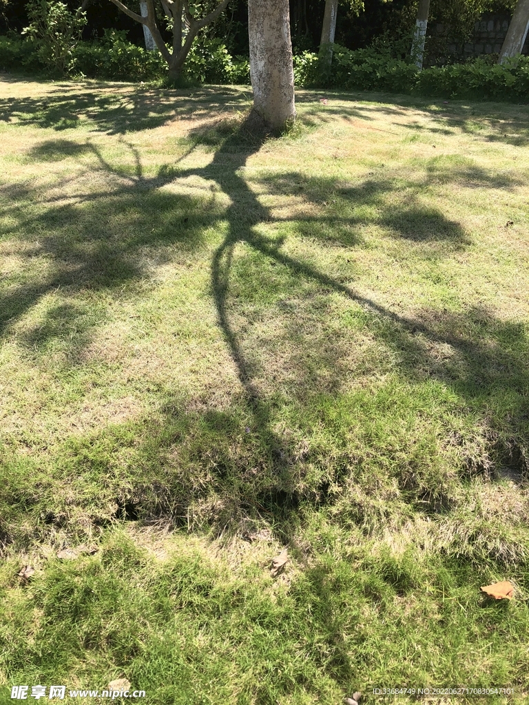 草地 影子 树下