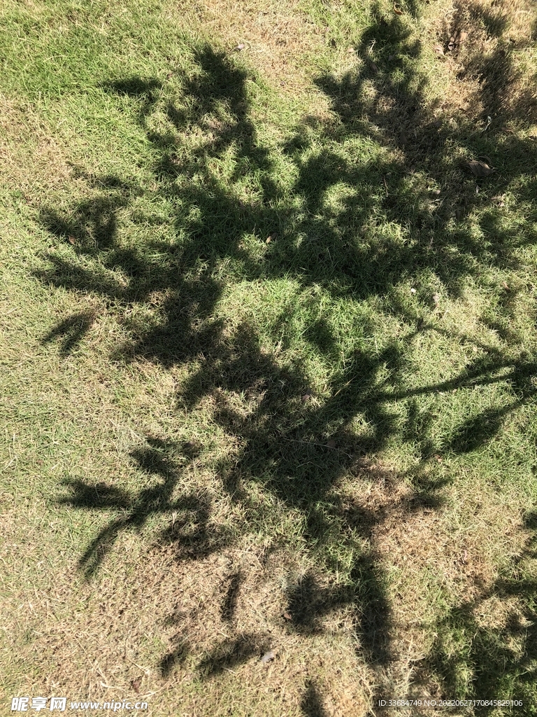 树的影子