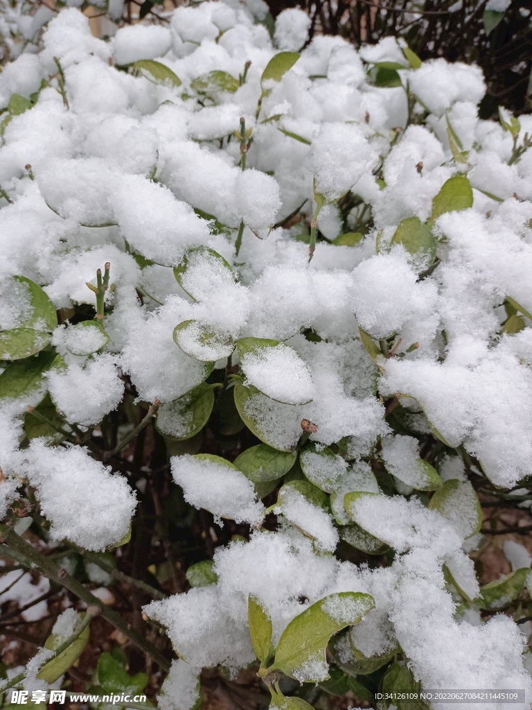 雪景