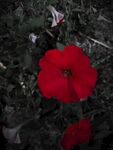 小红花