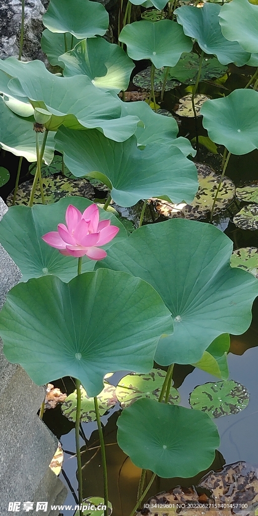荷花
