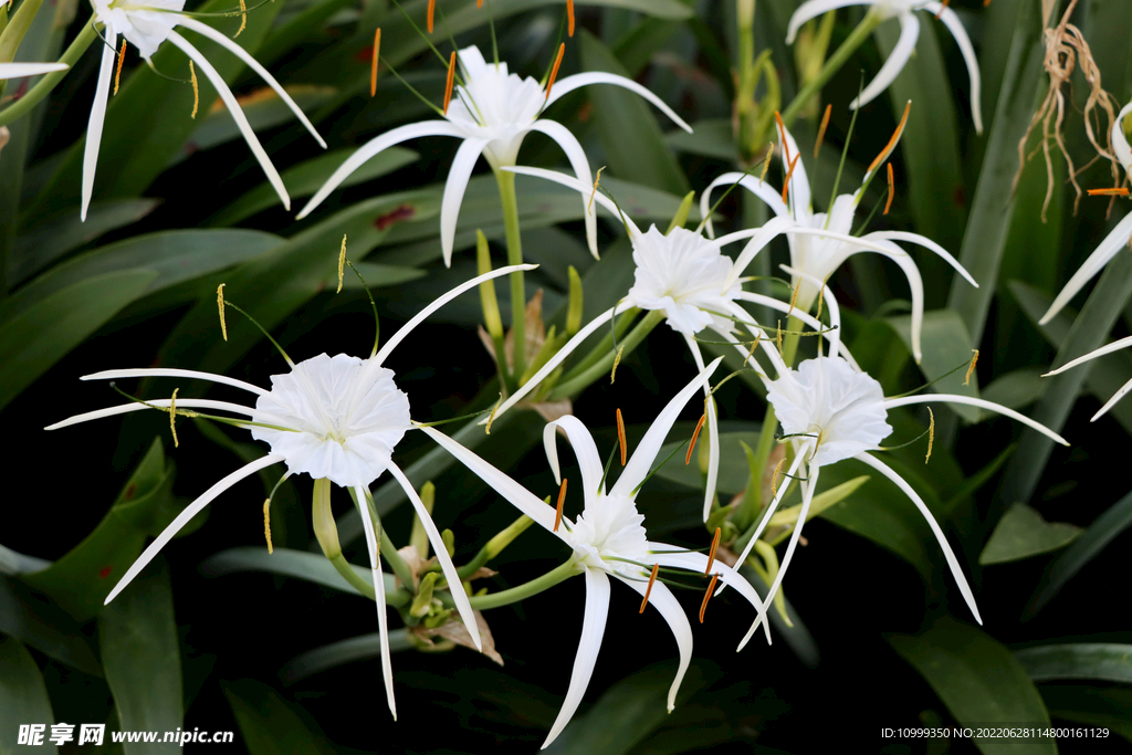 白花水鬼蕉