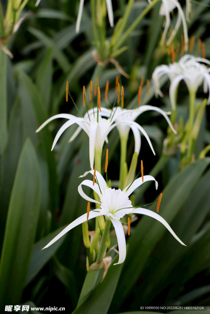 白花水鬼蕉