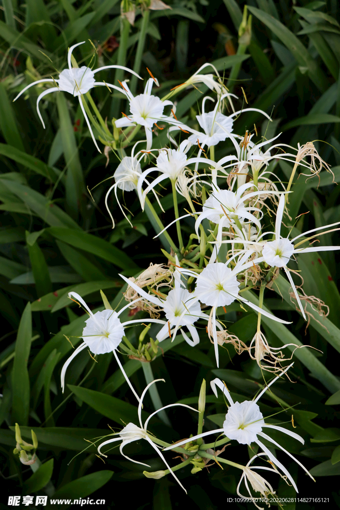 白花水鬼蕉