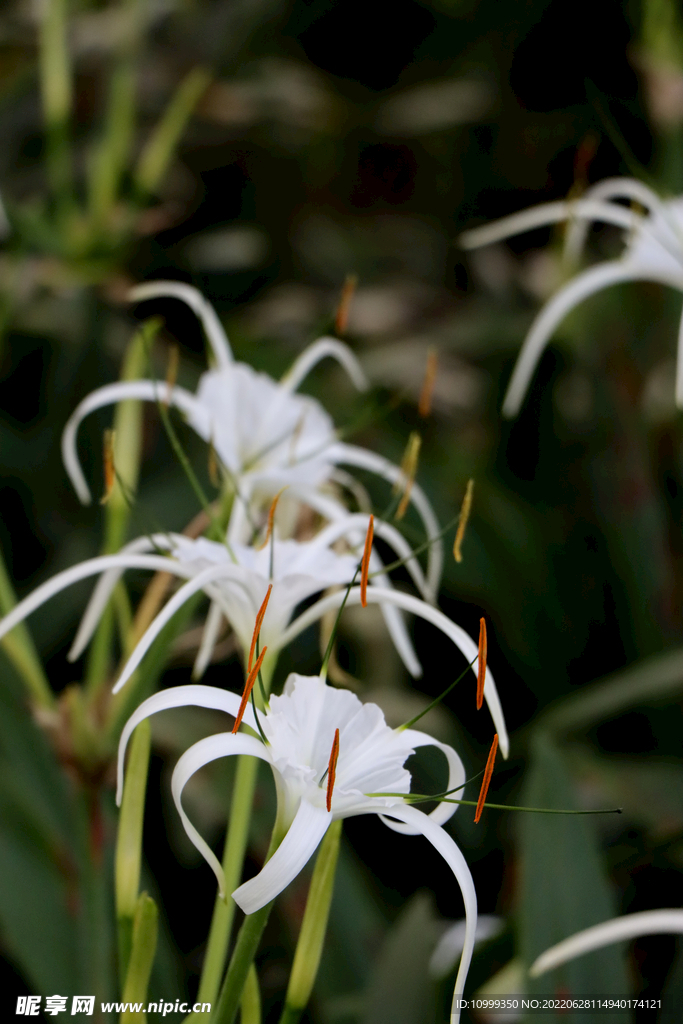 白花水鬼蕉