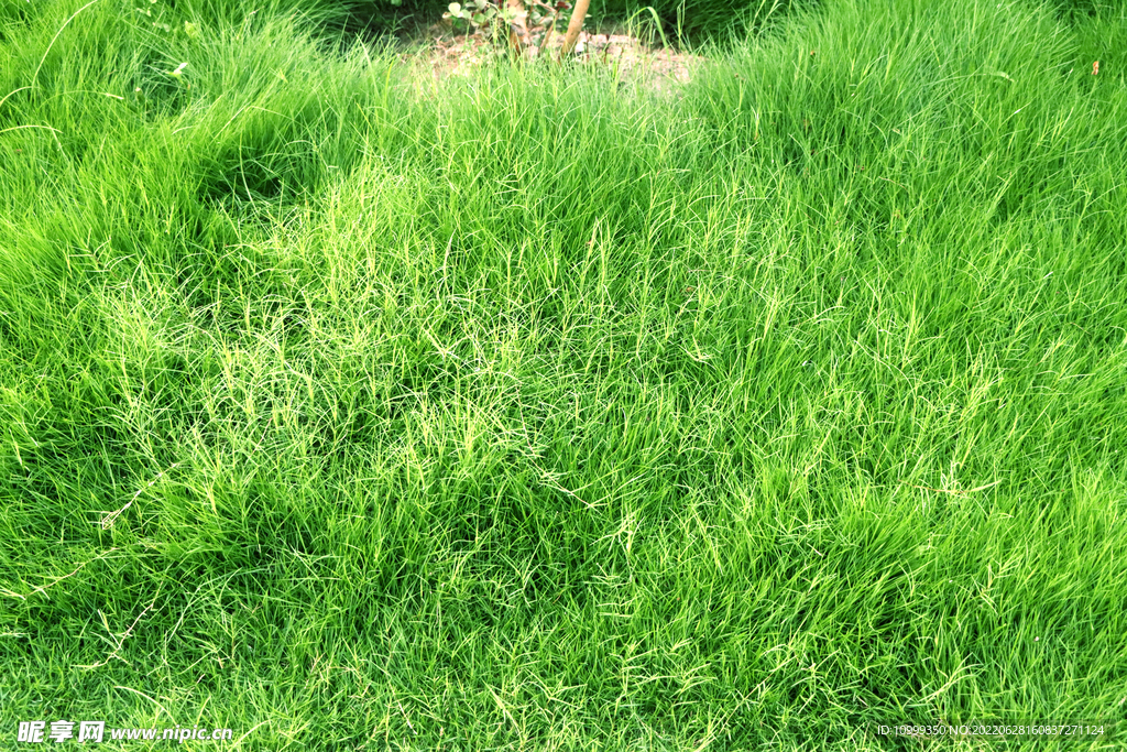 绿草