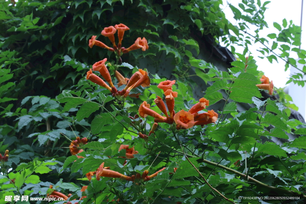 凌霄花 