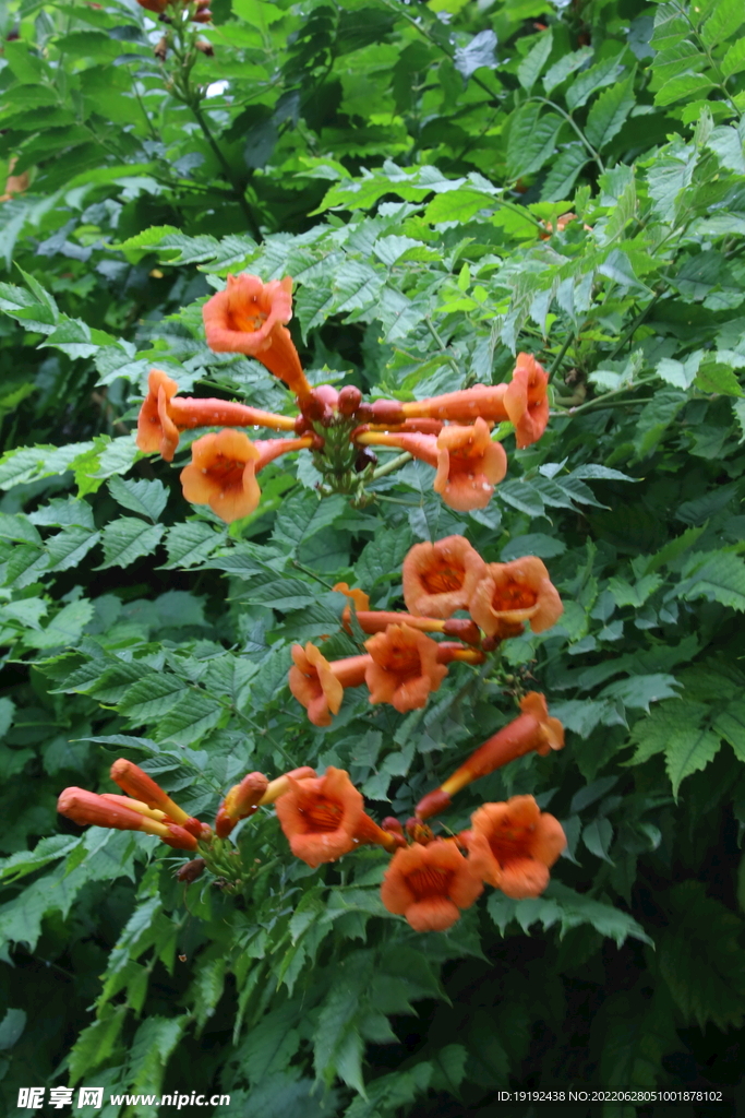 凌霄花