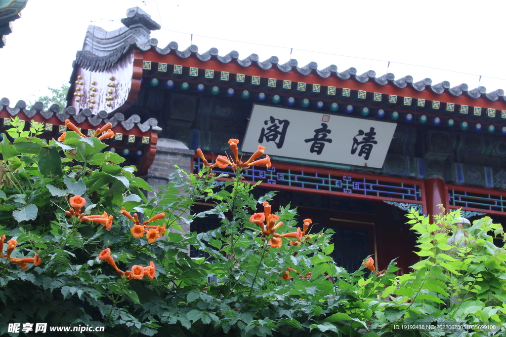 凌霄花 