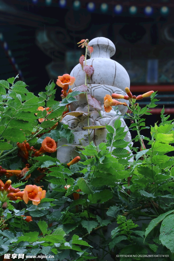 凌霄花