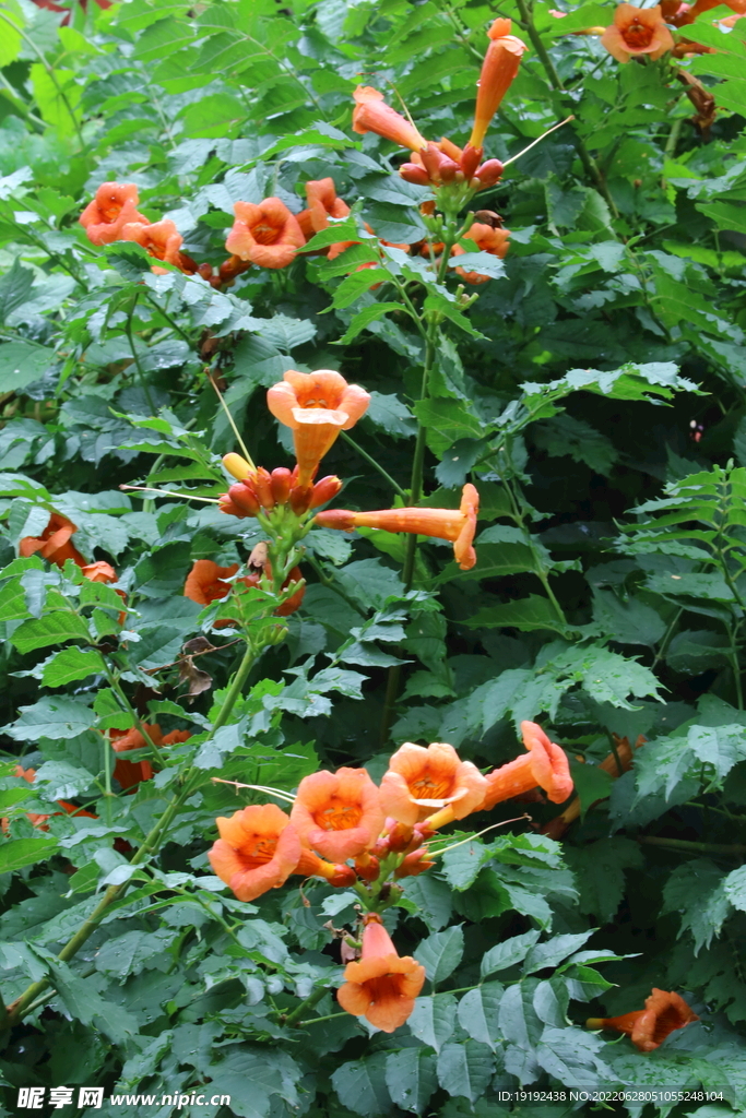 凌霄花 