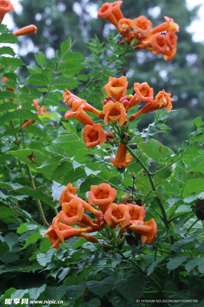 凌霄花 