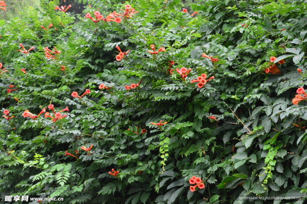 凌霄花 