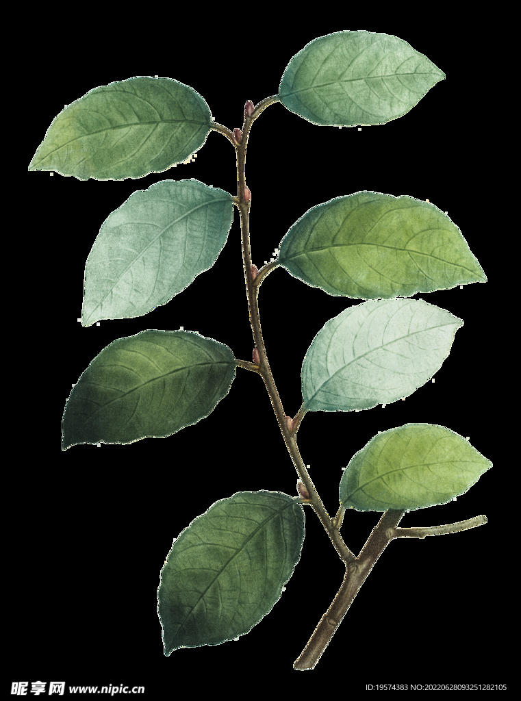 植物叶子