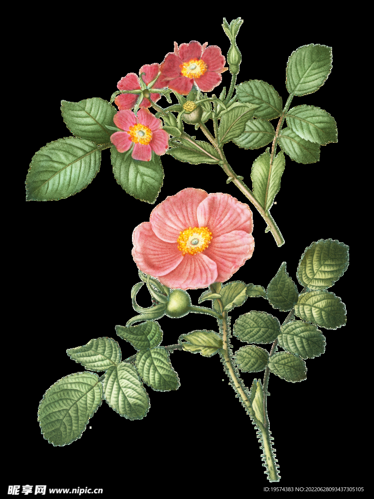 花苞果实