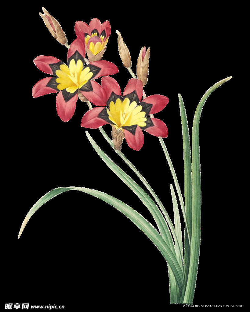 手绘鲜花